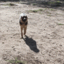 Bark and Bite Over a Dog Run
